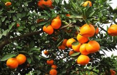 面对柑橘的病害问题真的束手无策？五易生：羊