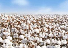 五易生：棉花优质高产方案，农户用了都说好！