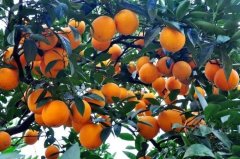 柑橘高效施肥管理小诀窍，学会这招轻松增产！