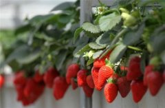 专注草莓增产施肥方案，草莓增产我们是专业的