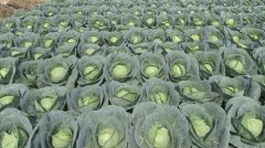 露天“卷心菜”科学施肥合理增产的管理方案了