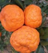 柑橘上色期出现裂果，浮皮果，不用担心这几招