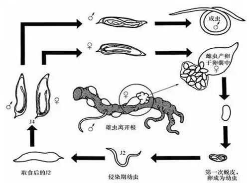 线虫