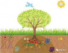 果树施肥要想提高肥料利用率，请认真做对这4件