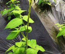 改良土壤，补充土壤有机质，合理增施微生物菌