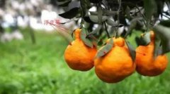 防治柑橘浮皮果病，我只用了4招轻松解决！