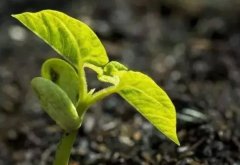 腐植酸什么时候用？怎么用？这种方法我一般不告诉别人！