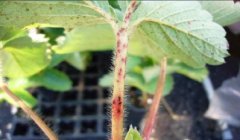草莓炭疽病发病规律及防治方法