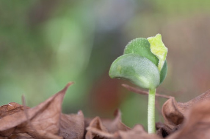 微生物菌肥生产厂家