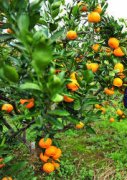 矿源黄腐酸钾在柑橘上的作用,黄腐酸钾的用途